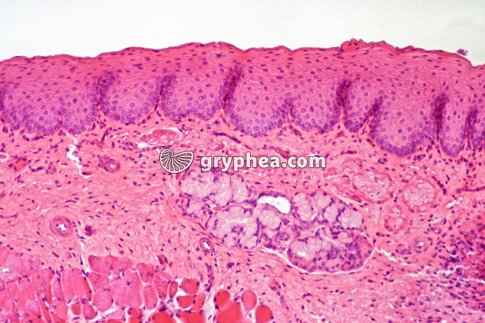 Peau CT x45 - gryphea.org